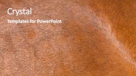  Presentation with horse - Cool new slides with jungle book - horse fur close up backdrop and a coral colored foreground
