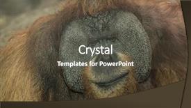  Presentation with close up of an apron - Beautiful theme featuring jungle book - orangutan close up backdrop and a tawny brown colored foreground