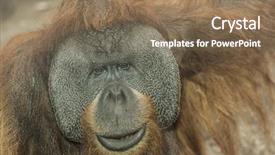  Presentation with jungle - Colorful slide deck enhanced with jungle book - orangutan close up backdrop and a coral colored foreground