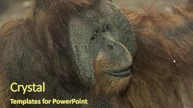  Presentation with newspaper headlines close up - Amazing slide deck having jungle book - orangutan close up backdrop and a tawny brown colored foreground