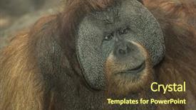  Presentation with career milestone close up - Cool new PPT layouts with jungle book - orangutan close up backdrop and a tawny brown colored foreground