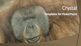  Presentation with close up of a brick - Amazing PPT theme having jungle book - orangutan close up backdrop and a coral colored foreground