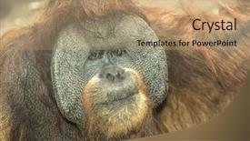  Presentation with close up of a chess - Beautiful slide deck featuring jungle book - orangutan close up backdrop and a coral colored foreground