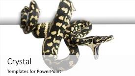  Presentation with python - PPT theme with jungle carpet python attacking morelia background and a white colored foreground