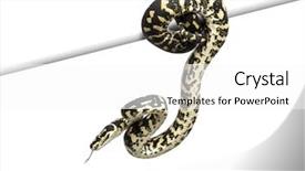 143 Best Python-Themed Templates for PowerPoint & Google Slides