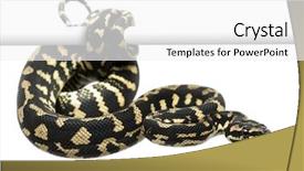  Presentation with python - Beautiful presentation theme featuring jungle carpet python morelia spilota backdrop and a white colored foreground