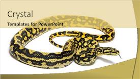  Presentation with python - PPT theme enhanced with jungle-carpet-python-morelia-spilota background and a yellow colored foreground