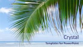  Presentation with jungle - PPT theme with jungle-close-up-exotic background and a sky blue colored foreground