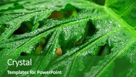  Presentation with green pea plant - PPT theme with jungle green leaves tropical wallpaper background and a forest green colored foreground