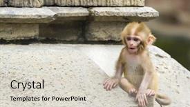  Presentation with dog baby cute child - Colorful slide set enhanced with jungle safari - cute monkey forest child backdrop and a soft green colored foreground