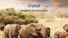  Presentation with elephants - Colorful PPT theme enhanced with jungle safari - elephants at sunset backdrop and a lemonade colored foreground