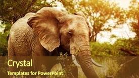  Presentation with travel animal - PPT layouts featuring jungle safari - huge elephant outdoors big five background and a tawny brown colored foreground