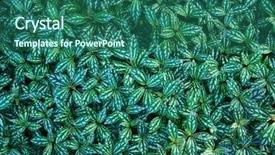  Presentation with jungle - Colorful theme enhanced with jungle vine - aluminum plant also known backdrop and a ocean colored foreground