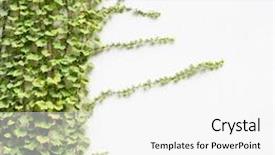  Presentation with fall leaves border white - PPT theme with jungle vine - ivy leaves isolated background and a white colored foreground