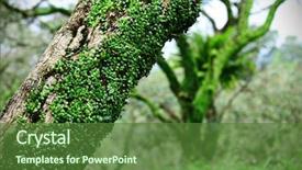  Presentation with ivy - Presentation theme consisting of jungle vine - ivy on tree bark background and a tawny brown colored foreground