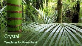  Presentation with tropical forest - Theme enhanced with jungle vine - lush green tropical forest background and a  colored foreground