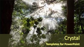  Presentation with rainforest - PPT theme enhanced with jungle vine - misty rainforest in costa rica background and a tawny brown colored foreground