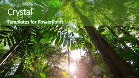  Presentation with costa rica - Slides enhanced with jungle vine - misty rainforest in costa rica background and a tawny brown colored foreground