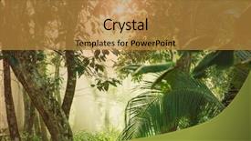  Presentation with costa rica - Beautiful PPT layouts featuring jungle vine - misty rainforest in costa rica backdrop and a gold colored foreground
