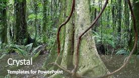  Presentation with vine - Audience pleasing PPT layouts consisting of jungle vine - tropical forest backdrop and a violet colored foreground