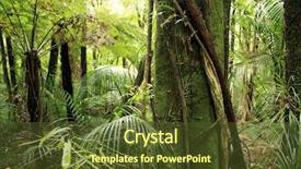  Presentation with vine - Audience pleasing presentation consisting of jungle vine - tropical forest backdrop and a  colored foreground