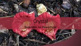  Presentation with flowers - Cool new presentation with jungle vine - two withered kigelia africana sausage backdrop and a red colored foreground