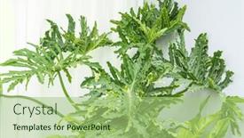  Presentation with green foliage - PPT theme having jungle-wall-background-green-tropical background and a mint green colored foreground