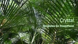  Presentation with jungle - PPT theme with jungle with various palm trees background and a tawny brown colored foreground