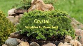  Presentation with university unc chapel hill - Beautiful theme featuring juniper-and-fir-bushes backdrop and a tawny brown colored foreground