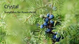  Presentation with seed growing - Presentation theme featuring juniper berries growing on tree background and a yellow colored foreground
