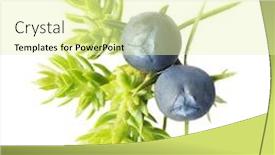  Presentation with berries - Slide deck having juniper-berries-isolated-on-white background and a blonde colored foreground