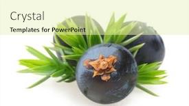  Presentation with berries - Colorful PPT layouts enhanced with juniper-berries-isolated-on-white backdrop and a blonde colored foreground