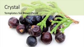  Presentation with berries - Beautiful presentation theme featuring juniperus - juniper berries isolated on white backdrop and a soft green colored foreground