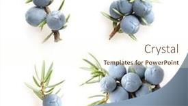  Presentation with berries - Cool new slide set with juniperus - juniper berries isolated on white backdrop and a cream colored foreground