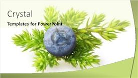  Presentation with berries - Beautiful presentation featuring juniper berries isolated backdrop and a blonde colored foreground
