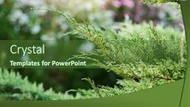  Presentation with juniper tree - Beautiful presentation theme featuring juniper-branch-close-up-view backdrop and a tawny brown colored foreground