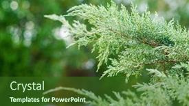  Presentation with juniper tree - Presentation enhanced with juniper-branch-close-up-view background and a forest green colored foreground
