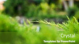  Presentation with juniper tree - PPT theme consisting of juniper-branch-close-up-view background and a shamrock green colored foreground