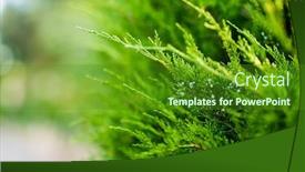  Presentation with juniper tree - Presentation with juniper-branch-close-up-view background and a tawny brown colored foreground