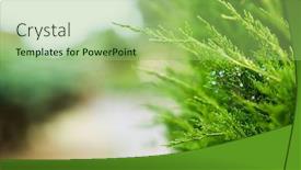  Presentation with juniper tree - Presentation consisting of juniper-branch-close-up-view background and a seafoam green colored foreground