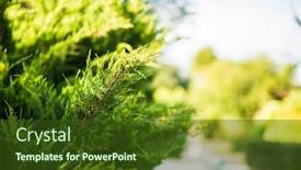  Presentation with juniper tree - Audience pleasing presentation design consisting of juniper-branch-close-up-view backdrop and a tawny brown colored foreground