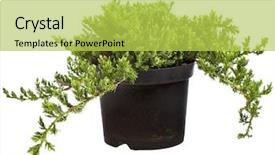  Presentation with juniper tree - Slides enhanced with juniper juniperus tree isolated background and a yellow colored foreground