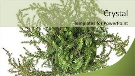  Presentation with juniper tree - Colorful PPT theme enhanced with juniper juniperus tree isolated backdrop and a mint green colored foreground