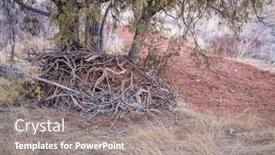  Presentation with juniper tree - Slide deck with juniper-tree-and-a-pile background and a gray colored foreground