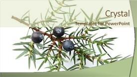  Presentation with berries - Amazing PPT theme having junipers - juniper twig with berries backdrop and a soft green colored foreground