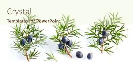  Presentation with berries - Colorful PPT theme enhanced with juniper-twigs-with-berries backdrop and a cream colored foreground