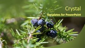  Presentation with medicinal plant - Theme consisting of juniper-with-berries-medicinal-plant background and a tawny brown colored foreground