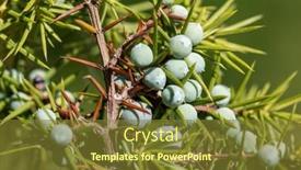  Presentation with medicinal plant - Presentation design having juniper-with-berries-medicinal-plant background and a tawny brown colored foreground