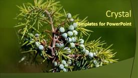  Presentation with medicinal plant - Slide deck enhanced with juniper-with-berries-medicinal-plant background and a tawny brown colored foreground