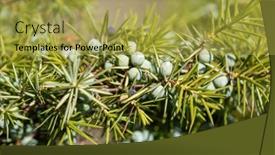  Presentation with medicinal plant - Slides with juniper-with-berries-medicinal-plant background and a yellow colored foreground